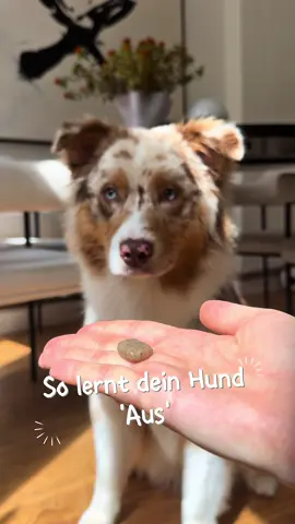 🐾 “Aus!” – So lernt dein Hund loszulassen Ob beim Spiel oder Leckerli: Mit diesem einfachen Trick bringst du deinem Hund bei, zuverlässig loszulassen. Geduldig, fair und mit Spaß für beide Seiten! 🐶✨ #Hundetraining #AusBefehl #Hundetrick #Leinenführigkeit #Welpentraining #Hundeerziehung #PositiveDogTraining #DogTrainingTips #Hundeliebe #Clickertraining #ImpulseControl #hundetipps 