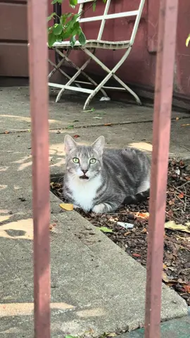 #firstofthemonth #cat #Summer