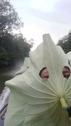Lilly pad runnas #fyp #lillypad #creek #johnboat 