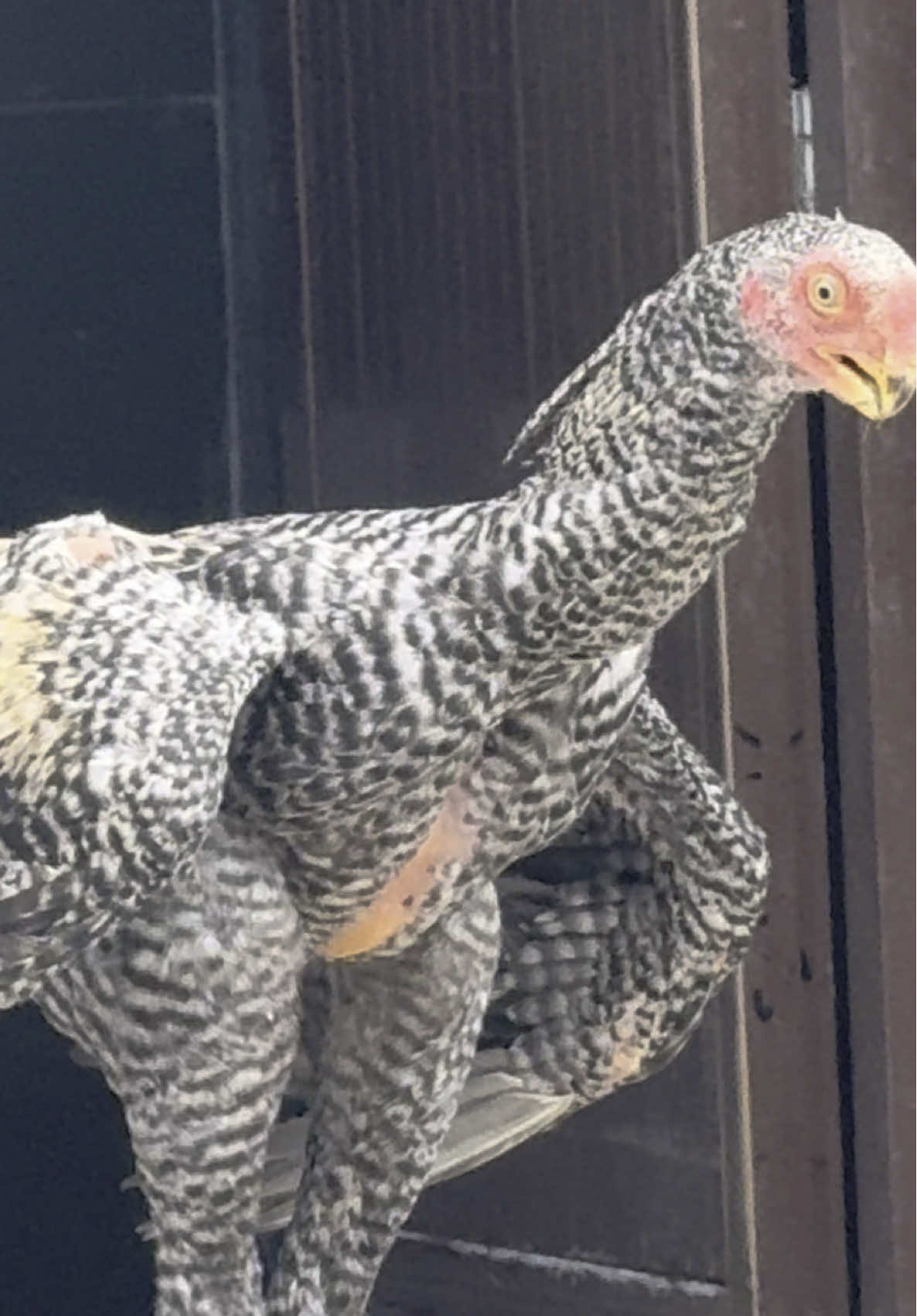 Home born 🖤 parrot beak long tail aseel #birdsparadisefarm #birds #viralvideo #fyptrend #parrotbeak 