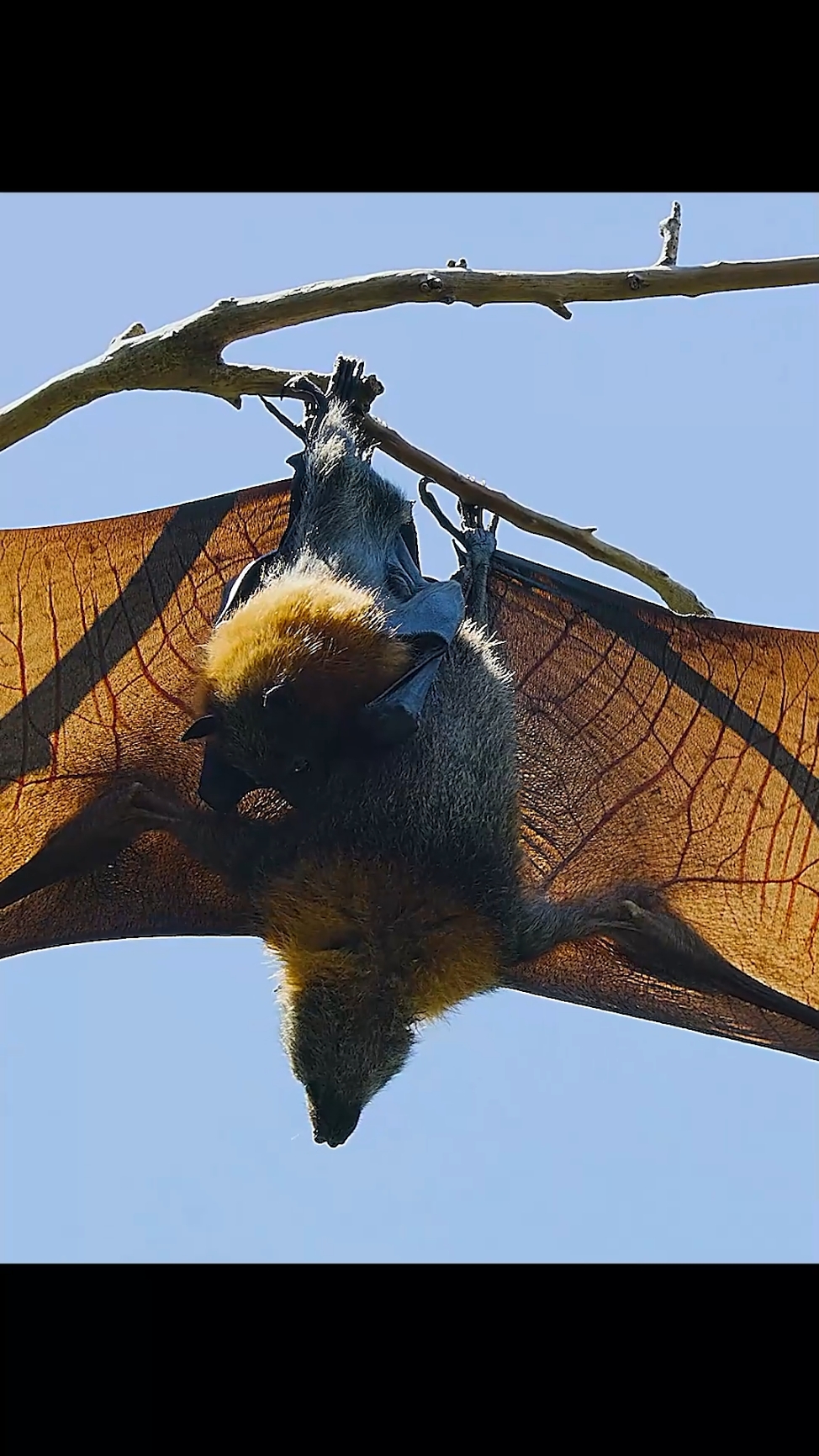 Animals and plants work together to maintain the ecological balance of nature.#wildlife #animals #fypシ #tiktok #bat 