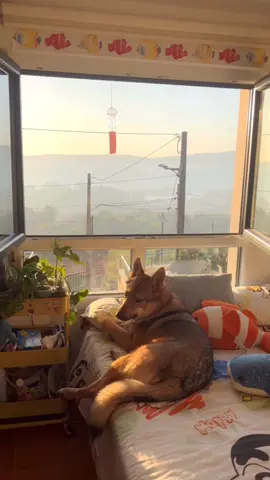 he loves watching the sunset ✨ #sunset #Summer #ocean #room #heiseiretro 