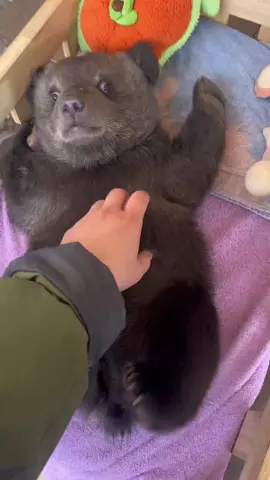 Love bear cub 🐻❤️ #rescueanimals #bears #wildanimals #animallover #wildlife #cuteanimals 
