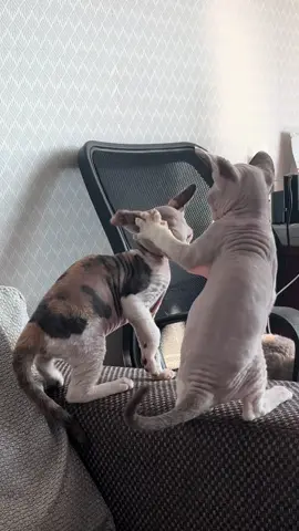 #девонрекс #приколы #милота #котята #одесса 