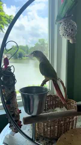 He was warning me that the great blue heron was outside 😤 #angus #angusmcbangus #pet #parrot #conure #animals #greencheekconure #bird #cinnamonconure #cute 