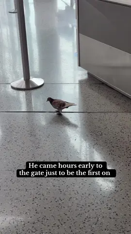 He showed up to the wrong gate btw he meant to go to Tel Aviv with me  🇮🇱  #ftpシ #flightattendant #flightattendantlife #flightcrew #aviation #plane #newark #newarkairport #funny 