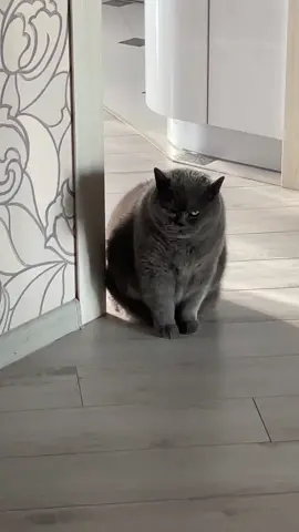 #котайк 