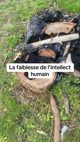 La bêtise humaine #humain #betise #feu #incendie #bois #foret #nature 