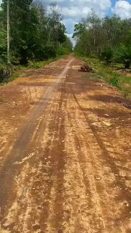 #kebunsawit🌴 #🥰🥰 #fyp #jalur10 #palembang 