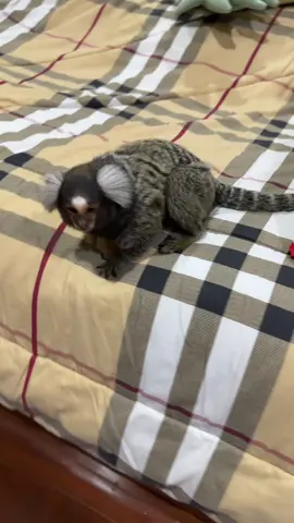 #ลิงมาโมเสทหูขาว 