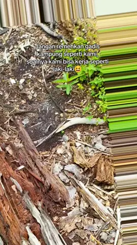 loading sawit aja kuat walaupun mau pingsan angkatnya 😆 #lewatberandamufypシ゚viraltiktok #sorotandunia #petanisawitkalimantan #kebunsawit #menyalaabangkuh🔥🔥🔥🔥🔥 #petanisawit🌴 #fypage #lahansawit #anakpetanisawit #lewatberandafyp 