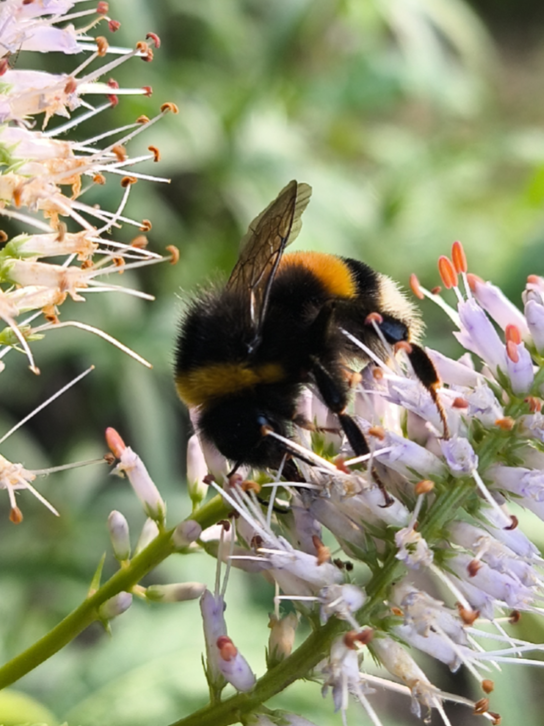 Przetacznikowiec wirginijski. Urocze kłosy o liliowo-różowej barwie. Kwitnie od lipca do września, a jego kwiaty zebrane są w gęste, szczytowe kłosy o różnych odcieniach, od białego poprzez liliowo-różowy aż po fioletowy. Doskonale nadaje się do ogrodów naturalistycznych i rustykalnych. Jest rośliną miododajną, przyciągającą pszczoły, motyle i inne owady zapylające.  #dlaciebie #dc #miododajne #owady #fyp #ogródnaturalistyczny #kwiaty #natura #ogród #garden #przetacznikowiec #mojaostoja 