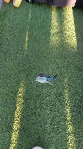 #CapCut 