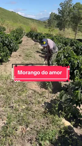 Aqui é raiz#agro #roça #cafeicultura #diadia 