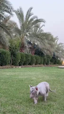 White tiger 🐅🤍 . . #iraq 