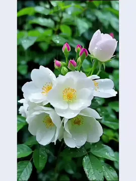 মানুষের ভালোবাসা আর ফুলের সুবাস — দুটোই থাকে না চিরকাল, তবু তাদের স্পর্শে জীবন সুন্দর হয়ে ওঠে।#foryou #vairal #kesfetteyiz #olimpiadas #bdtiktokofficial   