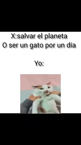 gato 🐱#meme #undertale #gato