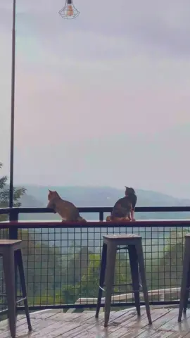 🐱: banyak yang terlihat cuek tapi cintanya dalam banyak yg terlihat cinta, tapi cinta nya dimana mana. #lengkunglangitlampung #kucingmujaer #fyppp #fypppppppppppppp #tiktok #kucingtiktok ##viral #fypage #fypp 