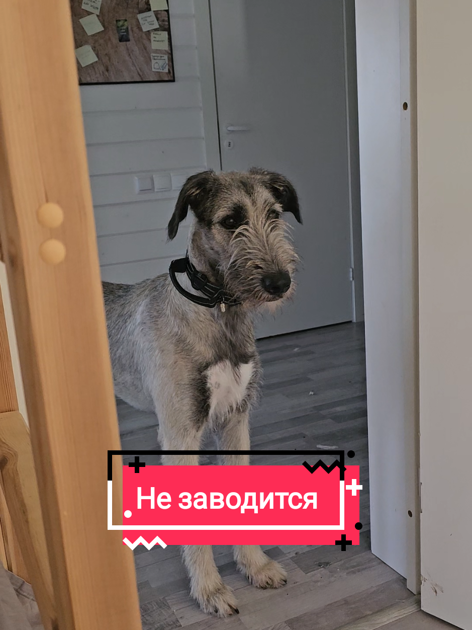 Так и не завёлся:D  #ирландскийволкодав #собака #ирландскийвольфхаунд #irishwolfhound 