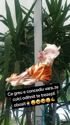 #Meme #MemeCut #CapCut 