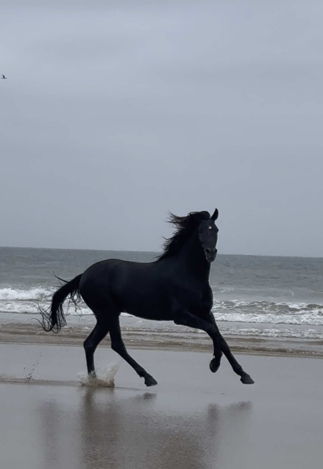 Giving our horses the freedom they deserve is the key to their happiness, health, and spirit, it allows them to truly love their life and share their joy with us. Maktub, pure joy ❤️ 👉🏼 We are a Travel Agency based in Essaouira (Morocco). Join us for an unforgettable horseride holidays. Ride the best horses in town, and meet the best team of riders.  . . . . . . #horses #fyp #viraltiktok #horseriding #equestrian #caballos #pferd 