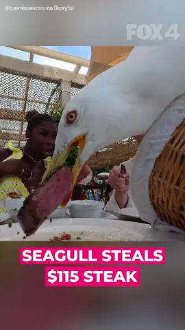 A couple enjoying a meal in France had an unexpected guest join them – and run away with their expensive provisions. TikTok user @tunmiseexoxo and her boyfriend were in Cannes, France, sitting outside at the restaurant La Guerite on July 12 when a seagull suddenly landed on their table and picked up a piece of steak that was sitting on a plate. Immediately, @tunmiseexoxo screamed and took in the damage done at their table. Footage of the hilarious moment was captured by @tunmiseexoxo who told Storyful that the steak cost her 100 euros.