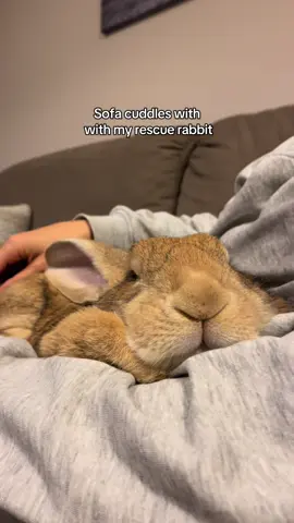 The cuddliest bunny I have ever known 🥰 . . . . . #rescuepets #rabbitsoftiktok #adoptdontshop #cuddlebuddy 