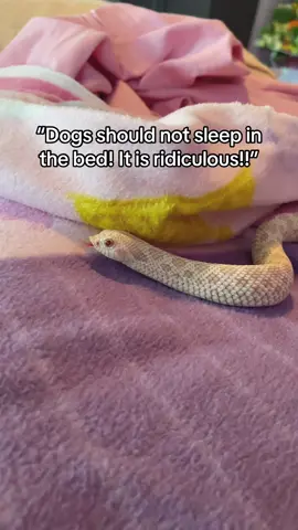 How could you say no to marshmallow :(( #snakes 