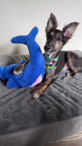 Get 40% off your first @Oma’s Pride order with code LAFORGE40 or shop the 🔗 Complete raw meals, freeze-dried single ingredient treats (beef lung, green tripe, more!), and frozen whole sardines 🐟 for dogs and cats. #dogtok #silkenwindhound #sighthoundsoftiktok #tastetest #puppytiktok #snackies #bigears #bajablast #greenbeeftripe 