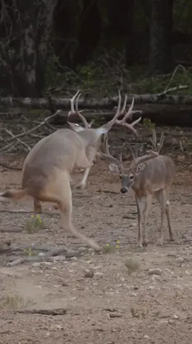 That feeling knowing whitetail season is around the corner. #whitetail #texas #hunting #texashunting #deerseason  #huntingseason #whitetailszn 