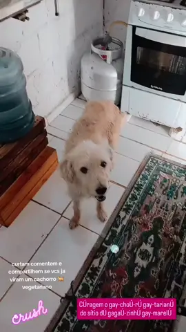 #vovopatyderecife #amoaospets #animaisvegetarianos 