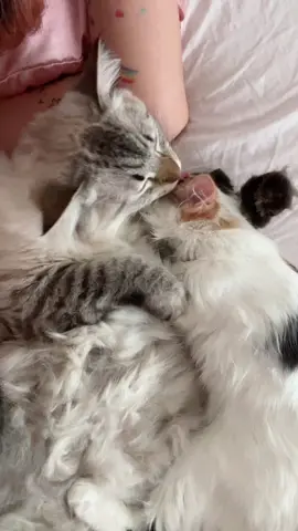 que sepan que después de esto la mayor la mordió y aún así siguió🤠 #catmom #gatostiktok #catlover #mexico #migajeradeamor 