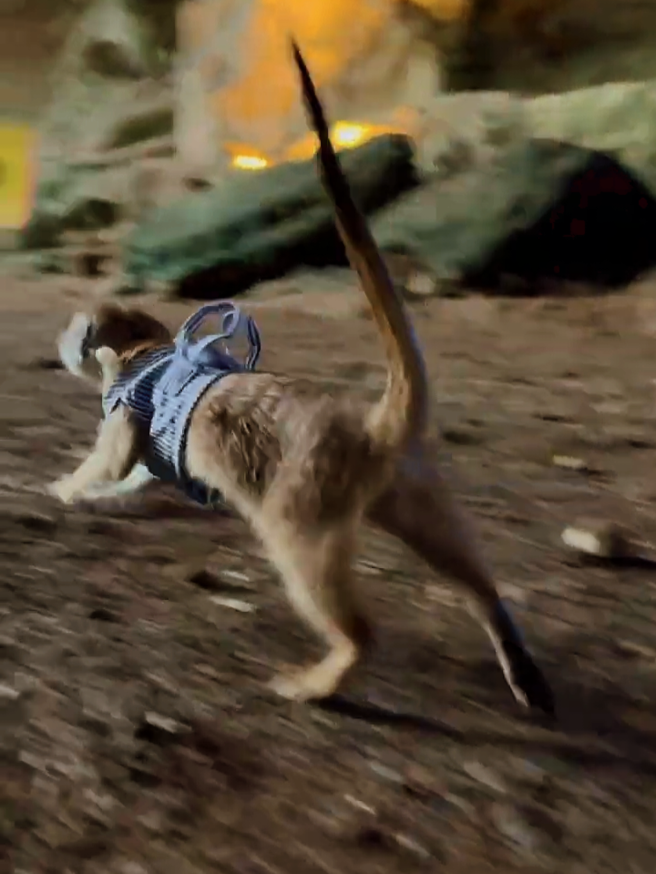 Meerkat slow-motion cinematic run through the cave #wildlife #suricata #meerkat #cuteanimals #insta360x3 