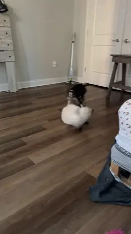 Finnegan just sweeping the floor with Tucker -no pets were harmed..this is normal for them #jet2holidays #bostonterrier #ragdollkitten 