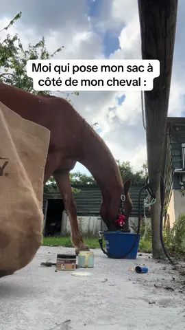 Votre cheval fait pareil ? 👀