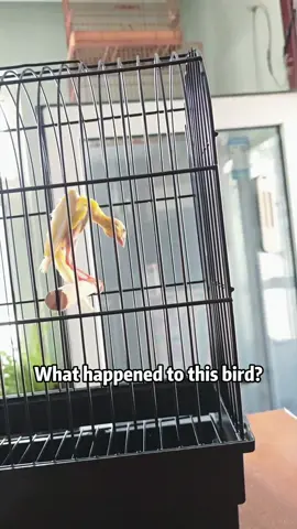 Check it out a super rare and unusual bird you don’t see every day#science #bird 