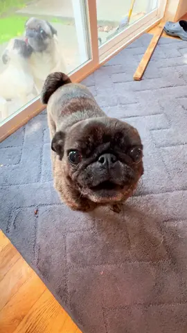 Good morning from Juno, who’s already accomplished: ✅ Waking up ✅ Snorting loudly ✅ Looking adorable That’s enough productivity for today. Weekend mode: ON. 🐾 #PugTok #PugLife #WeekendVibes #DogTok #SnortSquad     