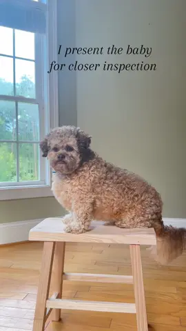 can someone please get this on history tiktok for a thorough review of the baby? not sure which historian to ask for this… #shihpoo #dogpainting #fypdog #rescuedogs #cutepuppies #cutedogsoftiktok #weirdpets 