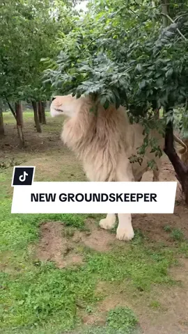 Do you think we should’ve scored him higher? 🫣🫣 #fyp #foryou #foryoupage #lion #whitelion #lwp #lincolnshirewildlifepark 