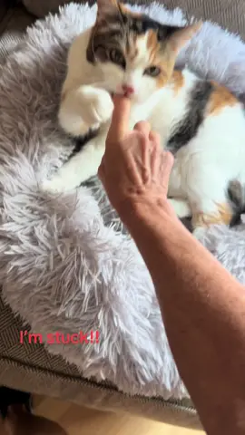 Mimi won’t let me go! #mimicat🐈😻 #mimicatsucks #catsoftiktok #catboop 