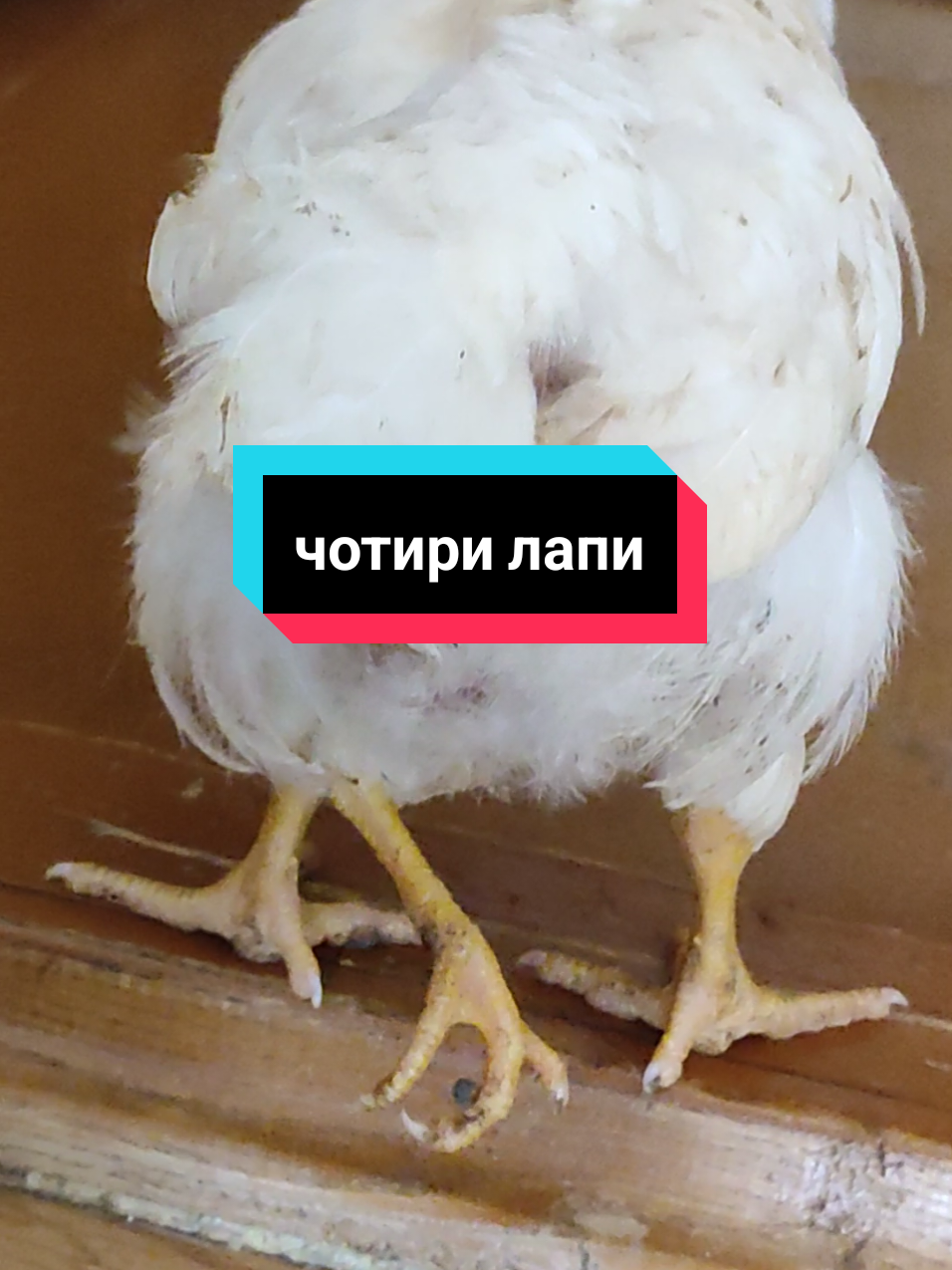#creatorsearchinsights #goodmoning #chicken #mutant @chicktiktokangel 