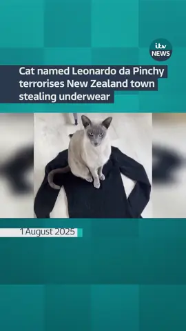 A cat named Leonardo da Pinchy has become a well-known thief in New Zealand after gaining a reputation for stealing underwear and socks from homes around his local neighbourhood. #itvnews
