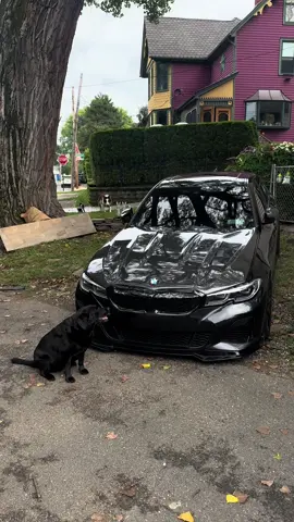 adopt don’t shop #fyp #bmwm #bmw #foryoupage #m340i 