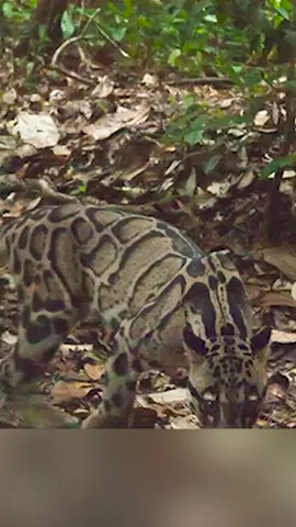 Who's That Cat- - The Clouded Leopard