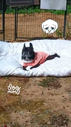 The parts of owning a dog that are not the funnest when one dog is old and has to leave this world how it affects the other dog talk about pulling at your heartstrings #rainbowbridge #frenchiesoftiktok #fyp 