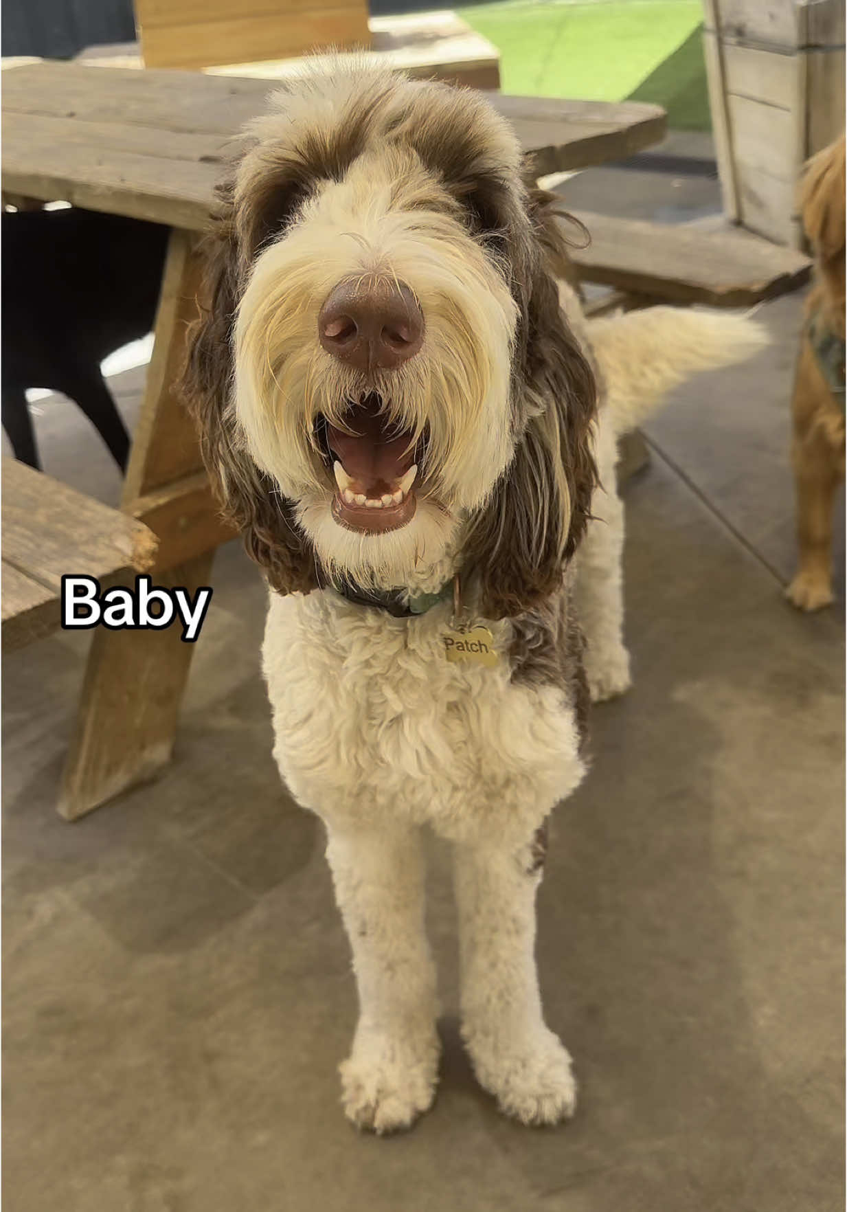 We love our 3 toed Baby 🤭🐾  - #amayapapaya #tentoes #LoveIsland #fyp #dog #trend #funny 