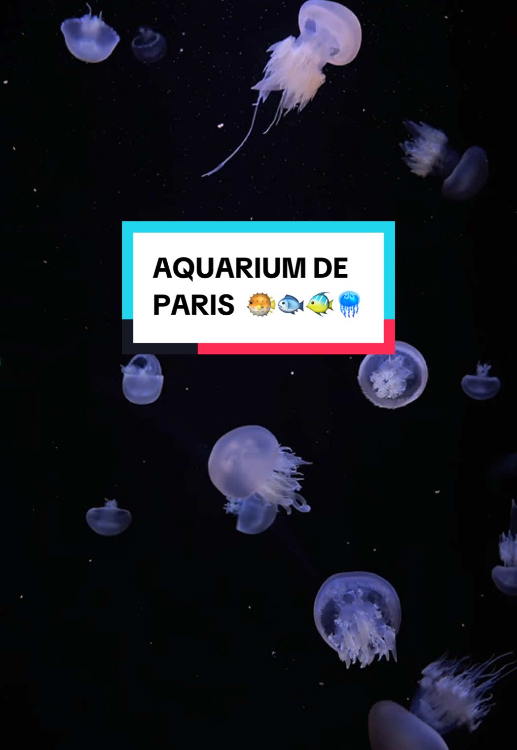 -10% offert sur ton billet avec le code BONNESADRESSES10 🎁 🎟️ La réservation est à faire sur Fever (via le lien en bio sur mon profil) pour bénéficier de -10% Commente « AQUARIUM » et je t’envoie le lien de l’activité en message privé 😊 ✨Bienvenue à l’Aquarium de Paris, situé à deux pas de la Tour Eiffel 🗼🐠🐟🐡 Ici tu peux découvrir : 🐠 + de 13 000 poissons 🦈 38 requins impressionnants 🤯 🪼 La plus grande collection de méduses d’Europe 🧜‍♀️ Des spectacles de sirène, animations, films & ateliers 🐟 Un bassin tactile pour approcher les poissons de très près 🪸 400 colonies de coraux colorés et fascinants dont certains fluorescents 🌈 ℹ️ INFOS PRATIQUES : 📍5 Avenue Albert de Mun, 75016 Paris 🇫🇷 🕒 Horaires d’ouverture :  🗓️ Tous les jours : 9h30 → 19h (dernière entrée 18h) 🌙 Nocturne le samedi : jusqu’à 21h (entrée jusqu’à 20h) 🕦 Horaires des spectacles Sirène ou Triton (jusqu’au 31/08) : Mardi / Mercredi à 15h15 Jeudi / Vendredi / Samedi / Dimanche à 11h45, 15h15 🎟️ Tarifs : • 👤 Adulte (+13 ans) : 27€ • 👧 Enfant (3-12 ans) : 20€ • 👶 Moins de 3 ans : Gratuit 🎉 ⏳ Durée : Environ 1h30 (+ ateliers, mini-ciné, animations…) ♿ Accessibilité : 100 % accessible PMR ♿ #paris #sortiesparis #quefaireaparis #bonnesadressesparis #eteparis2025 #activitesparis #feverambassador #aquariumdeparis #parisaquarium #dateparis #CapCut 