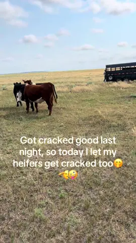 The girls wanted a man #nebraska #cattle #homestead #breeding #bull #heifers #herd 