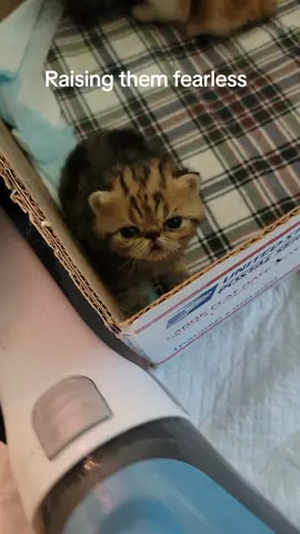 I don't usually vacuum this close to them, but early exposure is important. They learn young that the vacuum is harmless #kittensoftiktok #exoticshorthair 