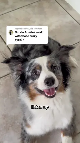 Any Aussie Shepherd parents here? 😍 #Dogmon #Dogparent #AustralianShepherd #Aussie #Fundogs #Dogsoftiktok
